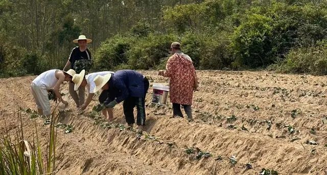 赖家益（左一）在地里和农户们一起种红薯。受访者供图