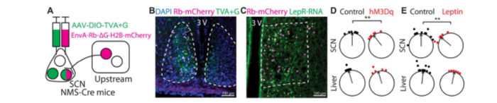图：DMHLepR神经元连接到SCN DOI: 10.1126/sciadv.adh9570
