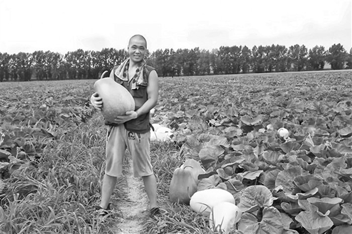 在民主村，甜葫芦至今仍是主要经济作物。