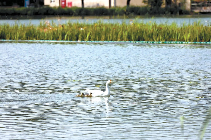 　　今年春天，朝阳公园野鸭岛畔，一只大白鹅带着两只鸿雁宝宝在水中嬉戏。（图片来源：北京朝阳公园）