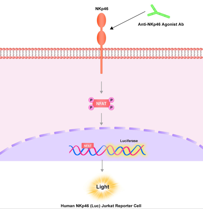 NKp46报告基因细胞株原理图