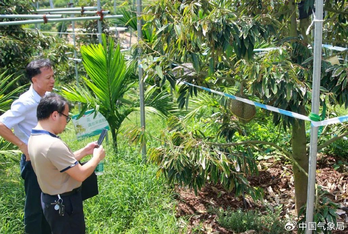 三亚市气象局实地考察榴莲种植情况 图片来源：三亚市气象局