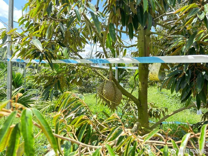 快成熟的榴莲果实挂在树上 图片来源：三亚市气象局