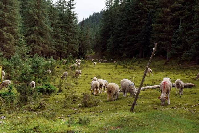 甘肃张掖市，接近傍晚时分，放牧人在祁连山的低山地带赶羊。摄影/本刊记者 霍思伊