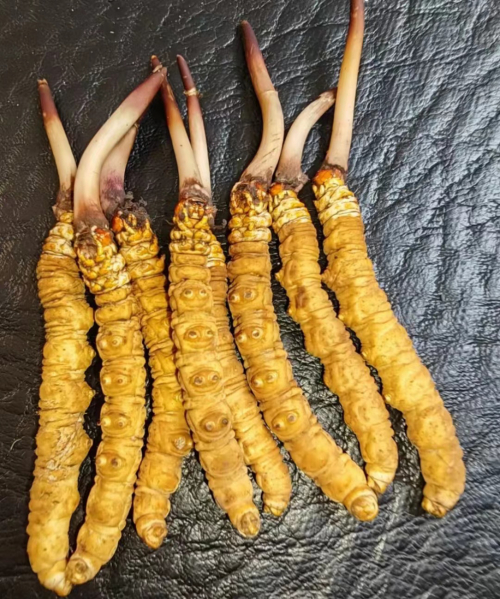 （清洗干净的虫草）