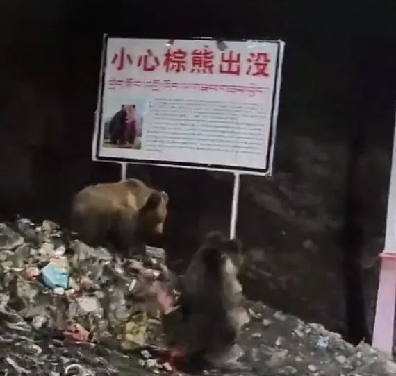 有些垃圾站已被熊占领 