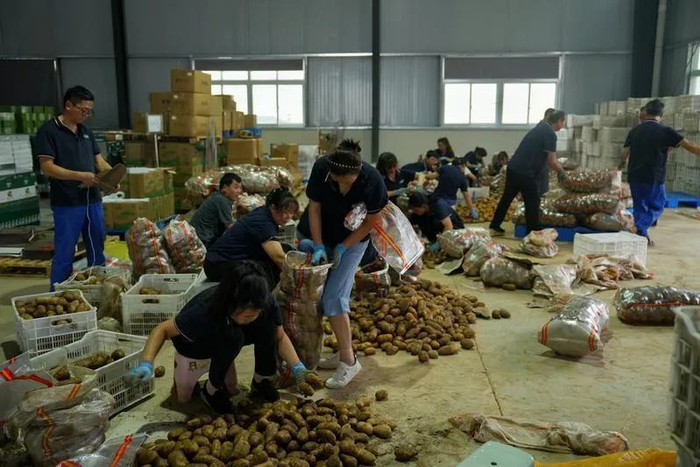 8月10日，陕西供港蔬菜商南好璟佳原种植基地工作人员正在分装土豆。记者 王晨曦摄