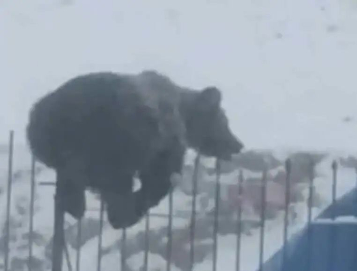 “看到它我就知道为什么狗熊能学会走钢丝了”