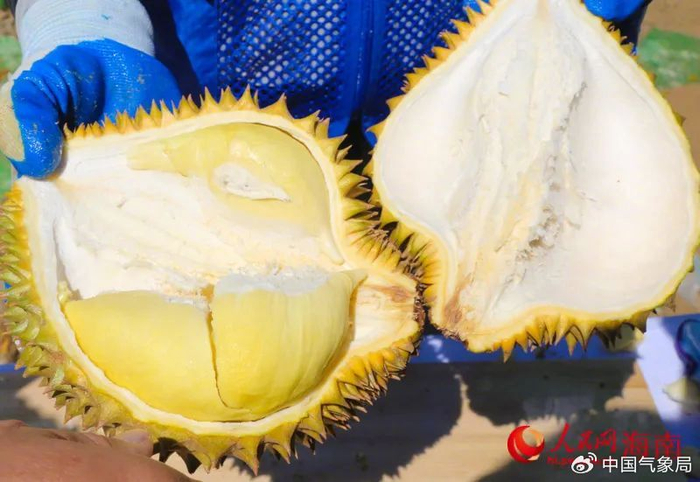 刚刚剖开的国产“树上熟”榴莲 来源：人民网
