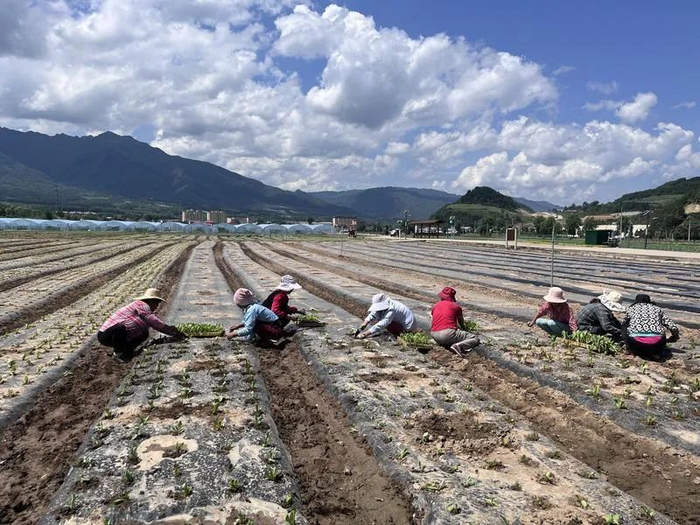 8月10日，太白县咀头镇的务工群众在供港蔬菜基地种植生菜。记者 段承甫摄
