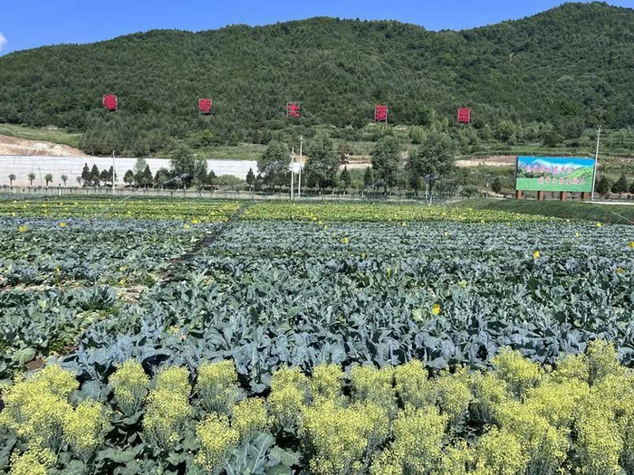 8月10日，鳌山脚下的太白高山蔬菜主题公园绿意盎然。记者 段承甫摄