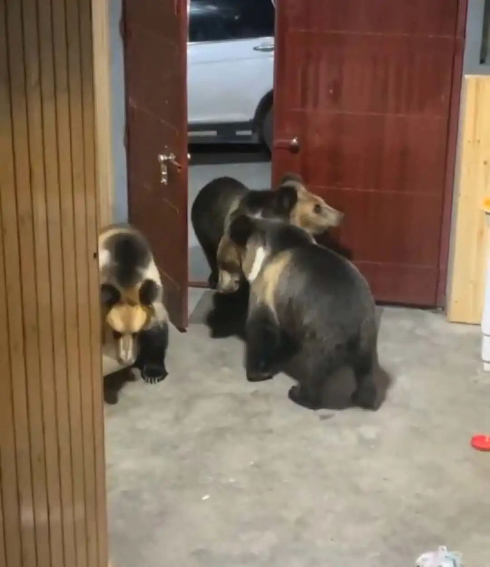 “只能放炮崩，跟年兽一个待遇”