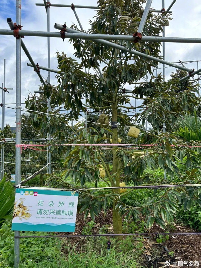 矮化种植技术的“娇弱”榴莲 图片来源：三亚市气象局