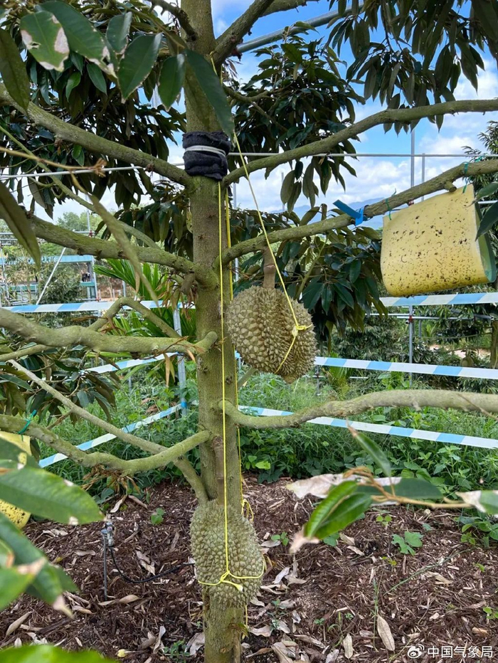 成熟的榴莲用绳子挂在树上，减轻树枝负担 图片来源：三亚市气象局