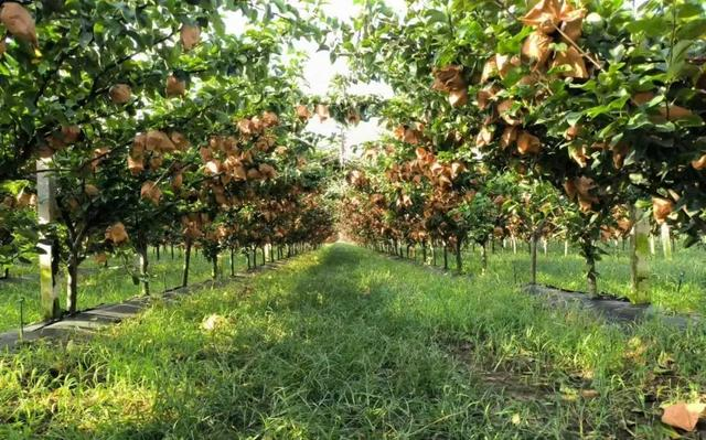 山东莱阳一处秋月梨种植基地。受访者供图