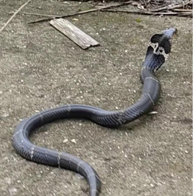网传浙江桐乡村庄内出现眼镜蛇  来源：网络