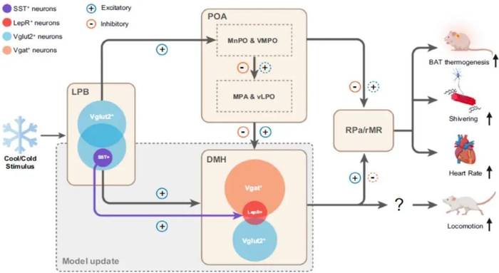图1. 机体冷防御体温调节的LPB→POA/DMH并行神经通路机制。