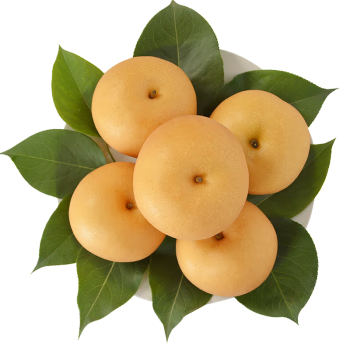 秋月梨。受访者供图