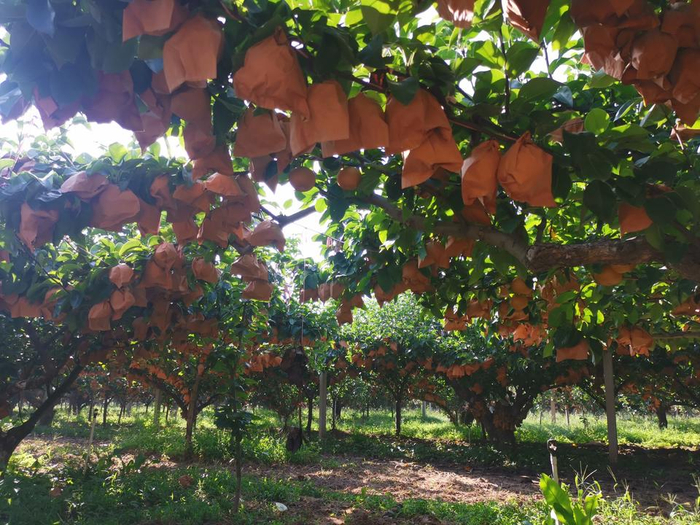 图为莱阳市赵家埠村秋月梨梨园。
