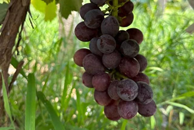 图片拍摄：史军