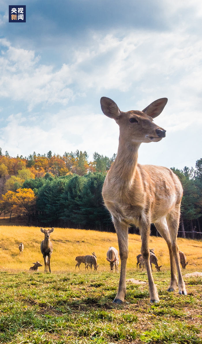 △伊春金林区金山鹿苑