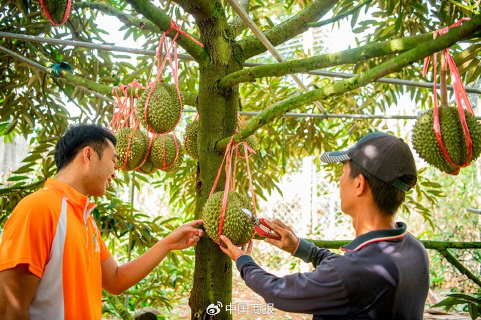 海南省琼海市，工作人员用剪刀在果子上轻轻敲击，查验榴莲成熟情况。（图片由CNSPHOTO提供）