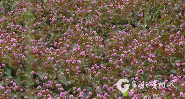 三岔河镇花椒套种头花蓼