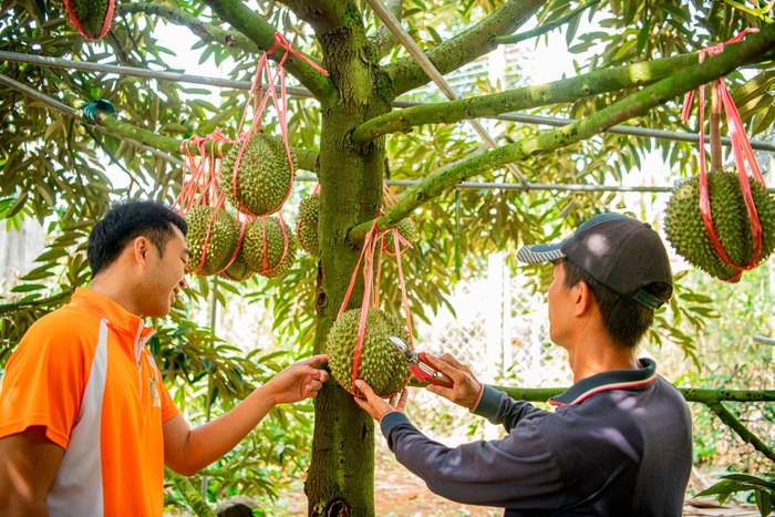 海南省琼海市，工作人员用剪刀在果子上轻轻敲击，查验榴莲成熟情况。（图片由CNSPHOTO提供）