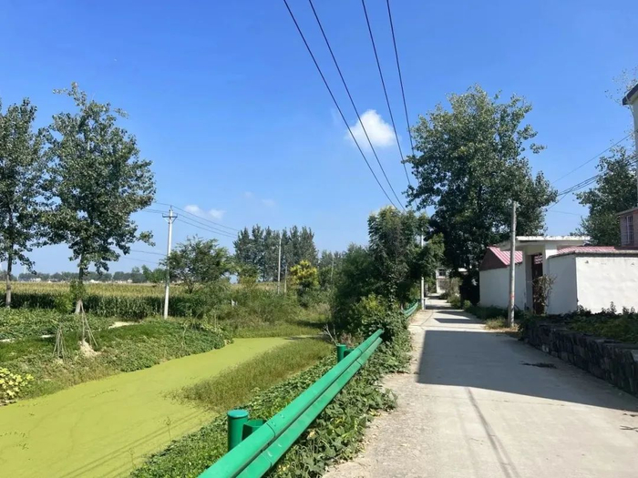 村口的河，已经长满了绿藻。狮子坐/摄