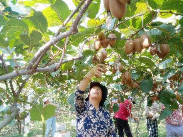 陕西省周至县猕猴桃果农。 受访者供图