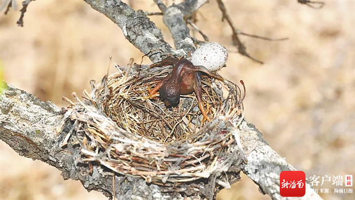 非洲杜鹃幼鸟将宿主的卵推出巢外。资料图