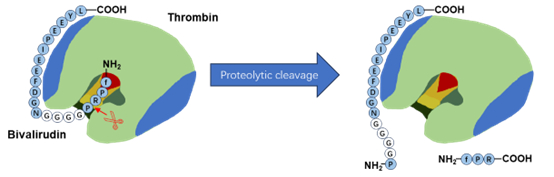 图7 比伐芦定与凝血酶的结合模型与失活机理