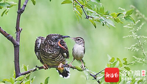 棕扇尾莺（右）在哺育大杜鹃（左）。资料图