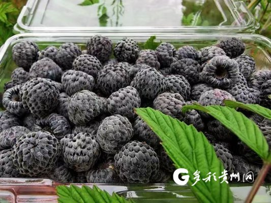 覆盆子，也称树莓