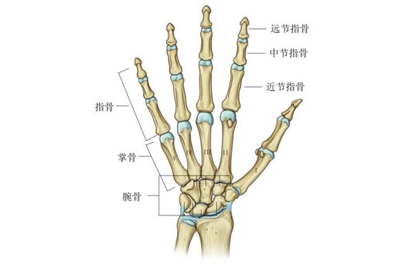 手部之所以能够实现复杂且重要的功能,与其解剖结构有着密切的关系