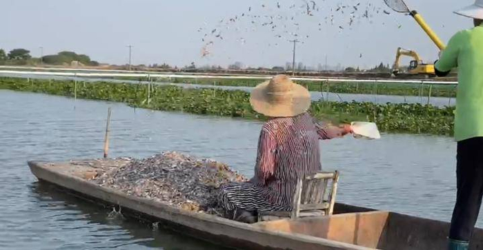 吴兴龚叔螃蟹养殖场的工作人员在给螃蟹喂饲料。受访者供图