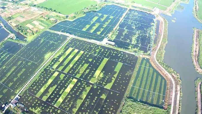 龚炳根家的养殖塘。受访者供图