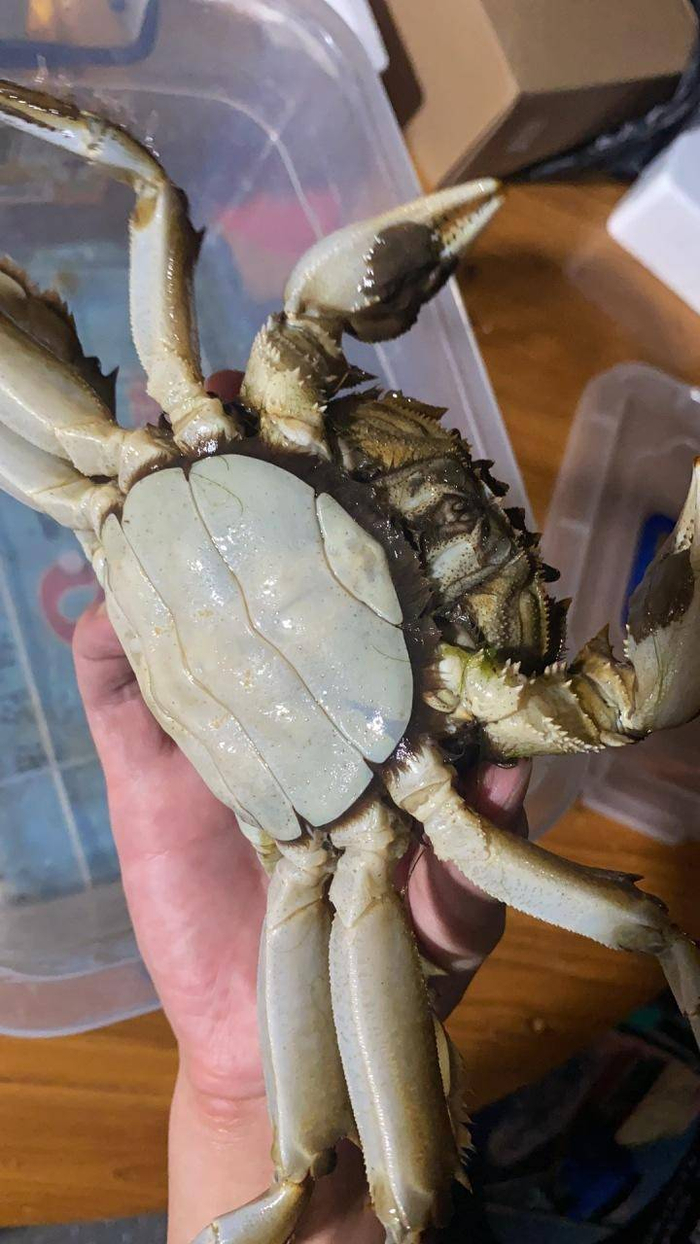 前几天，吴兴龚叔螃蟹养殖场抓到一只半斤重的母蟹。受访者供图