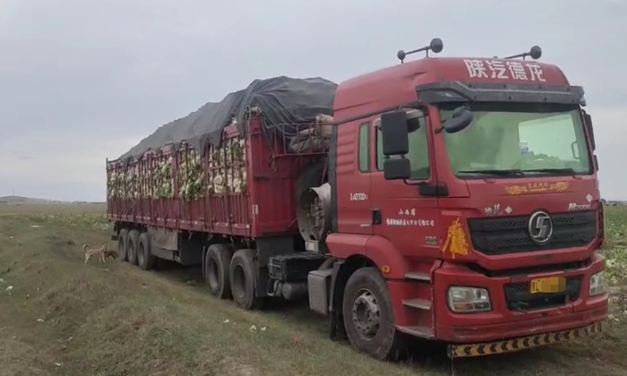 ▲赵先生的车上当时装满了白菜