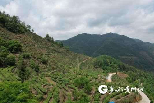 黔西南州望谟县，申刚种植树莓进行石漠化治理