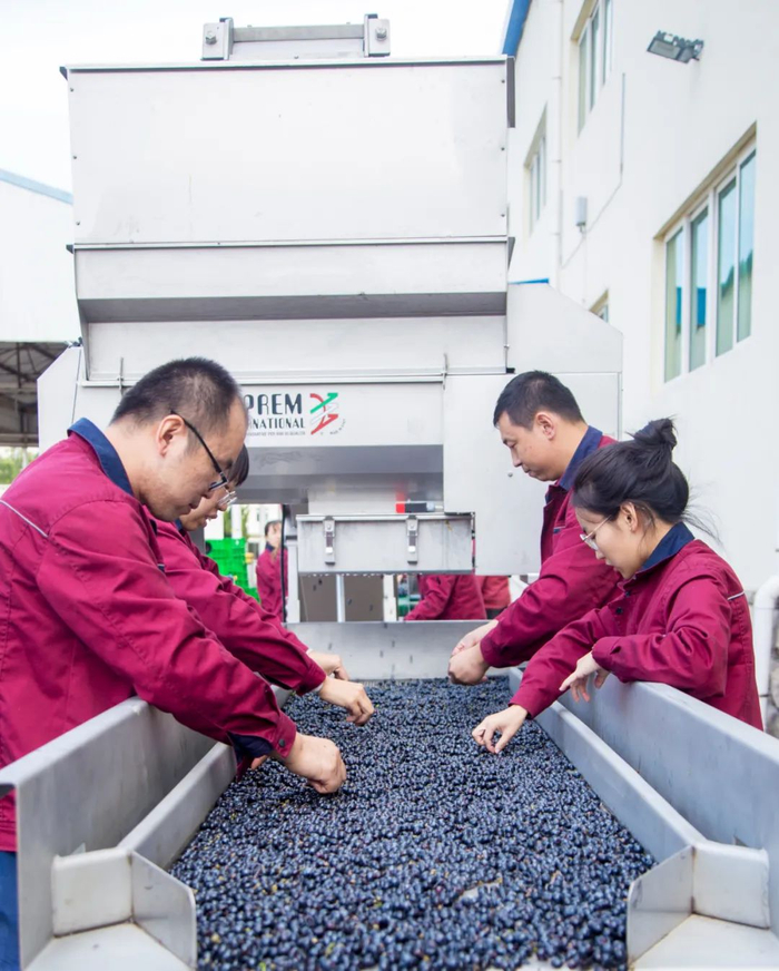 |为保证品质稳定，长城对每一颗酿酒葡萄都严格甄选，图为工人们对采收的葡萄进行粒选。