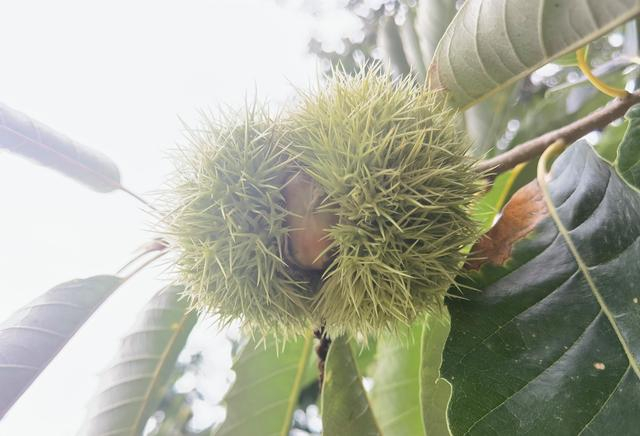 8月24日，迁西县新立庄村，板栗即将成熟。新京报记者 周怀宗 摄