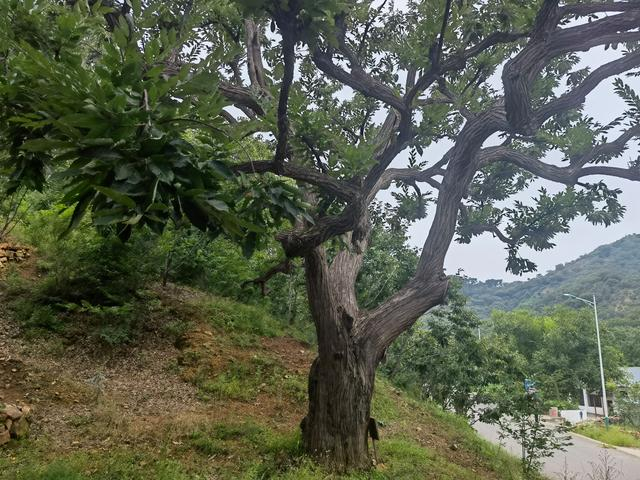 这棵古树树龄近600年，是新立庄村最老的一棵板栗树。新京报记者 周怀宗 摄