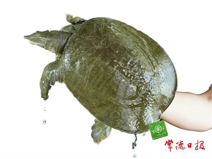 国家地理标志保护产品“汉寿甲鱼”
