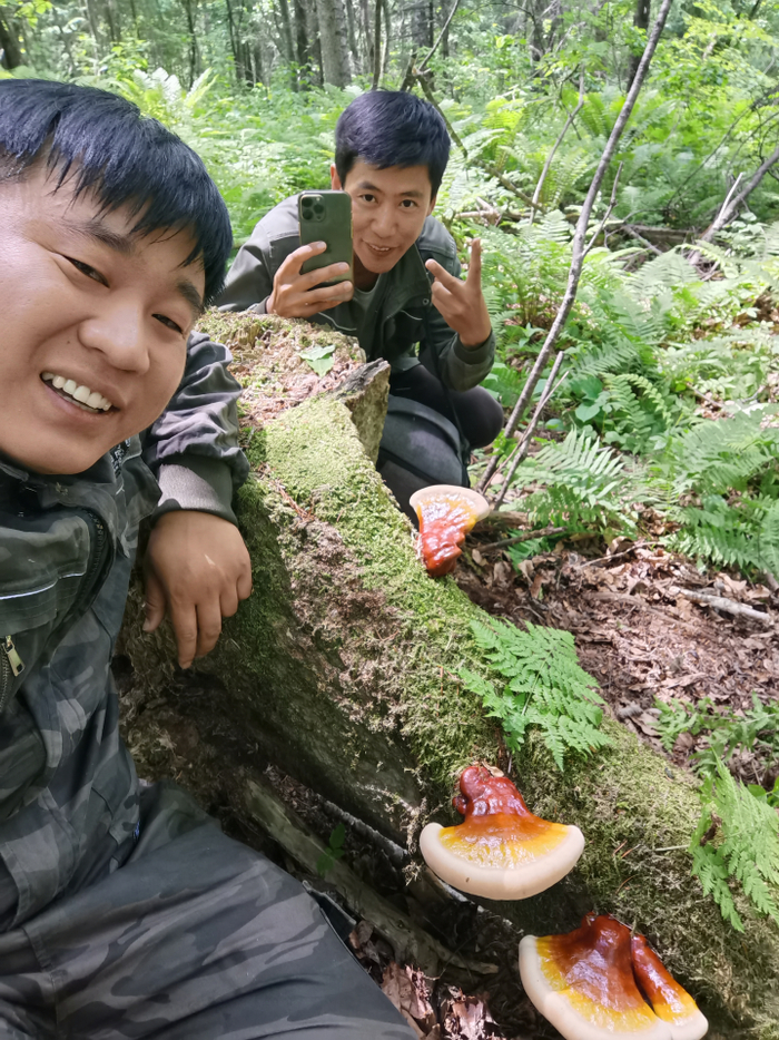 卢小开和伙伴找到了灵芝