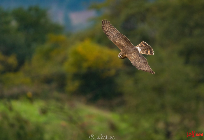 ▲白尾鹞 摄影：Luke