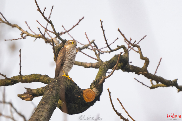 ▲桃树上的雀鹰 摄影：Luk