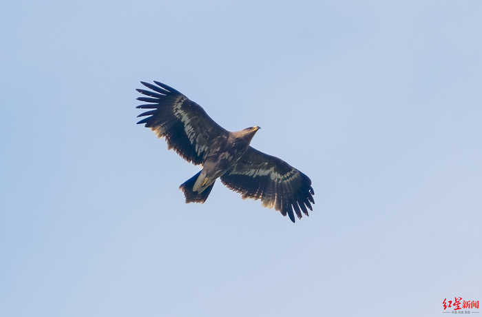 ▲草原雕 摄影：Luke