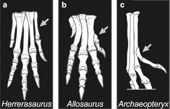 a最古老的埃雷拉龙；b特异龙；c始祖鸟