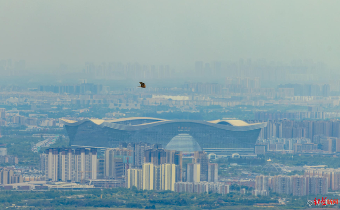 ▲城市上空的鹰 摄影：练习曲